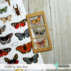 Creative Worship Specimen Slides Dies cwsd-26-025 Butterfly Images